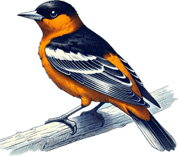 Bullock's Oriole