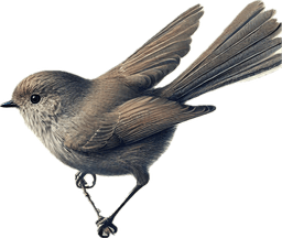 Bushtit