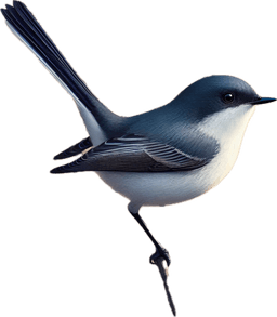 California Gnatcatcher